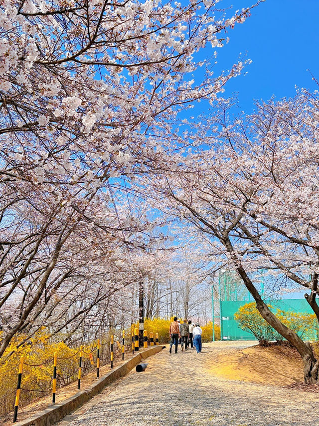 인천의 숨은 벚꽃 명소 SK 석유화학