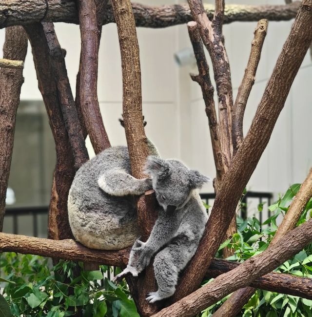  ～濱松市動物園～生命交響曲～