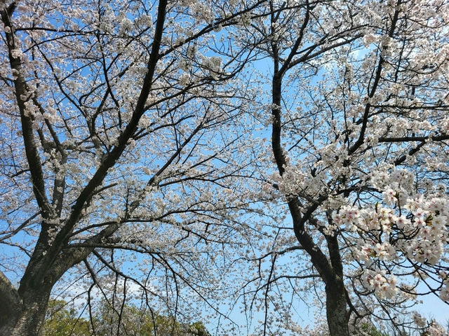 古城與櫻花的浪漫邂逅/姬路城/白鷺城