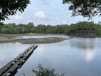 🌿 Morning Escape to Nature at Sungei Buloh Wetland Reserve 🐊🦅🌞
