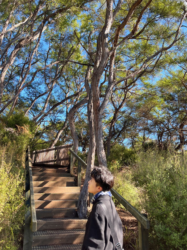 🌲紐西蘭紅木步道｜漫步千年巨木森林，像走進魔戒世界