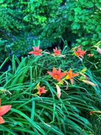 Fondation Monet, Giverny – Stepping Into an Impressionist Masterpiece