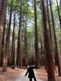 🌲紐西蘭最治癒的森林仙境｜紅木森林步道 Redwoods Forest 拍照打卡全攻略