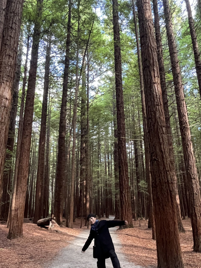 🌲紐西蘭最治癒的森林仙境｜紅木森林步道 Redwoods Forest 拍照打卡全攻略