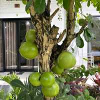 Lemon Guest House, Canggu