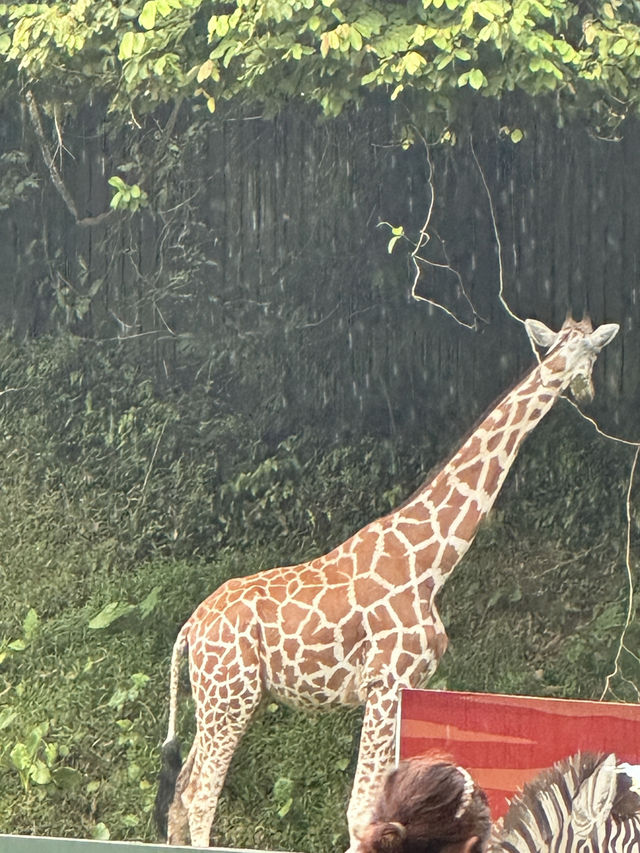 Zoo Negara