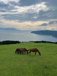 【宮崎】野生馬と灯台の絶景🌊都井岬で非日常の旅へ🐎