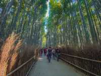 🌿 รีวิว Arashiyama & ป่าไผ่ 