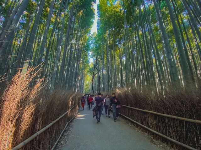 🌿 รีวิว Arashiyama & ป่าไผ่ 