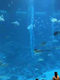 🐠 S.E.A. Aquarium – เปิดโลกใต้ทะเลกลางสิงคโปร์