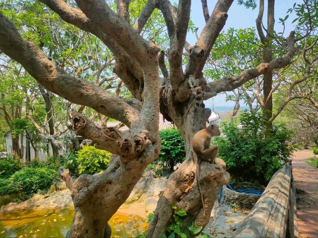 Hilltop Palaces and Sneaky Monkeys at Khao Wang