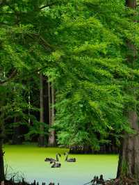 🌿ป่าในน้ำชิงซานหู เมืองหางโจว🌿