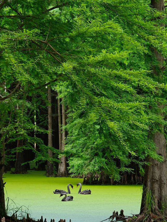 🌿ป่าในน้ำชิงซานหู เมืองหางโจว🌿