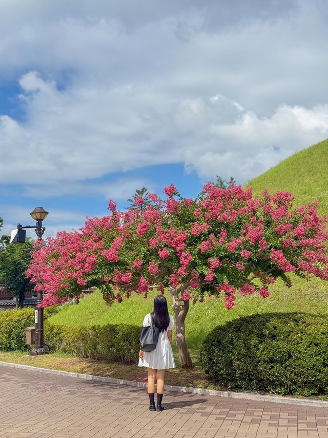 (실시간) 내가 조와하는 경주의 여름🌿