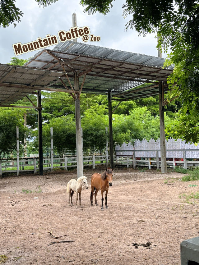 Mountain Coffee @ Zoo ระยอง
