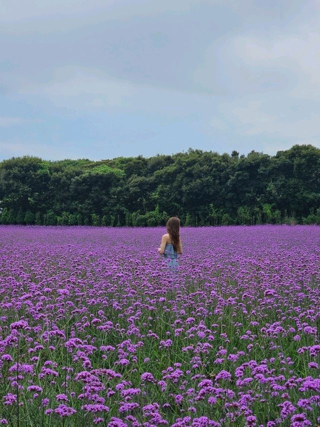 「森を走る列車で、自然のワンダーランドへ🚂🌿 Ecoland