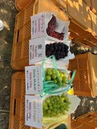 🍇 Grapes picking at Ishihara Orchard