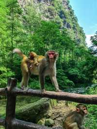 🏞️ Zhangjiajie – Real-Life Avatar Mountains for RM170/day
