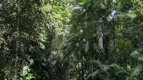 Cairns Day 2: 5-Day, 4-Night Itinerary — traveler post in Cape Tribulation