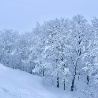 【Yamagata, Japan】Zao Juhyo❄️｜Winter-only Snow Monster