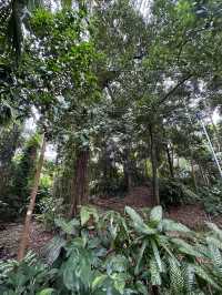 ケアンズ🇦🇺 レインフォレストボードウォーク🌳