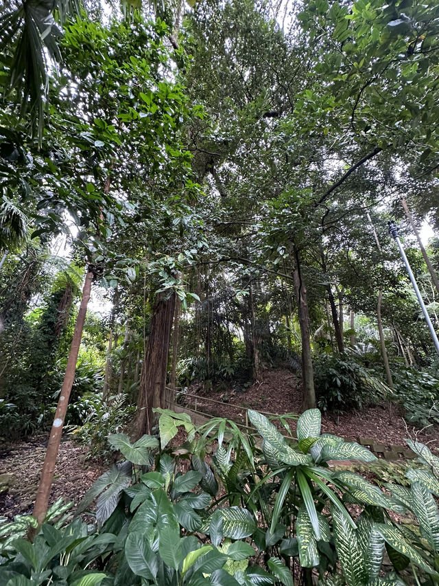 ケアンズ🇦🇺 レインフォレストボードウォーク🌳