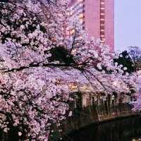 文京・関口 神田川沿いの桜を狙う — 撮影ポイント＆ランチガイド