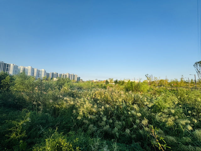 Nature’s Whisper Beside the Waterfront