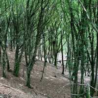 Rold Skov
