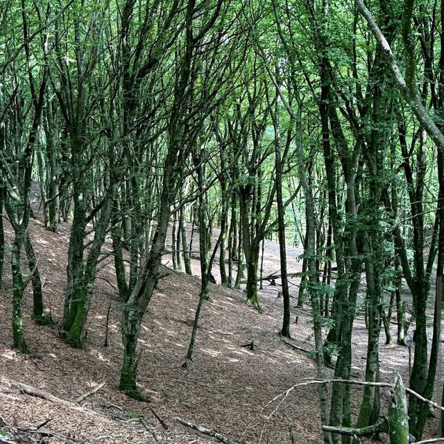 Rold Skov