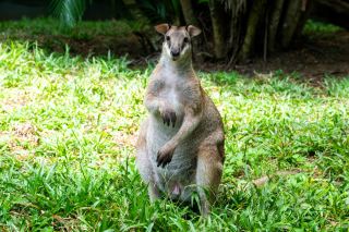 巴布亞紐幾內亞的野生動物