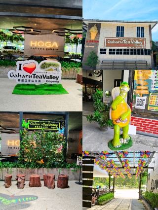 ガハル ティー バレー シックを探索🍃