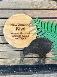 ไปดูนกกีวี่ ไอคอนของนิวซีแลนด์ตัวจริงที่ Kiwi Park