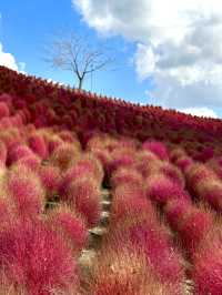 様々な絶景お花畑が見られる東京ドイツ村
