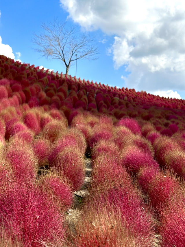 様々な絶景お花畑が見られる東京ドイツ村