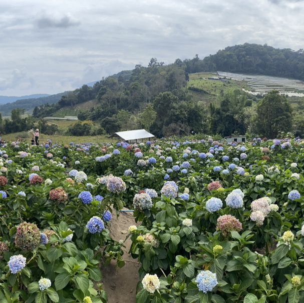 🌸💙 ปล่อยใจจอย ๆ ที่ทุ่งไฮเดรนเยีย สวนคุณทองดี 💙