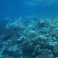 Michaelmas cay(ミコマスケイ)