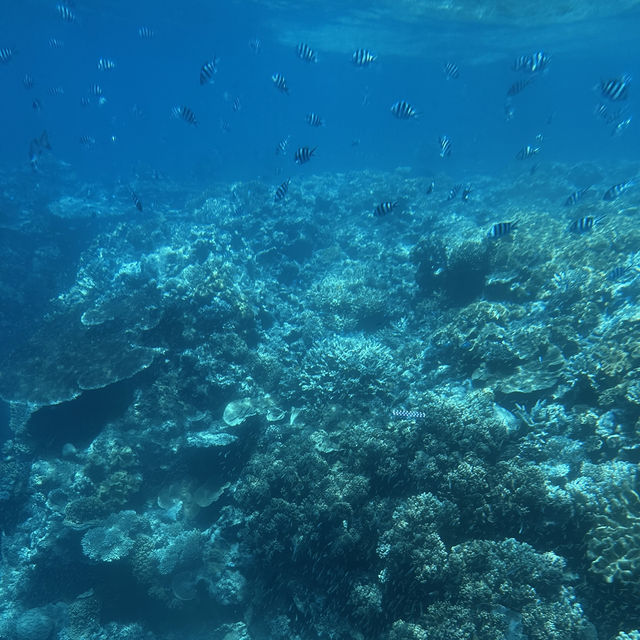 Michaelmas cay(ミコマスケイ)