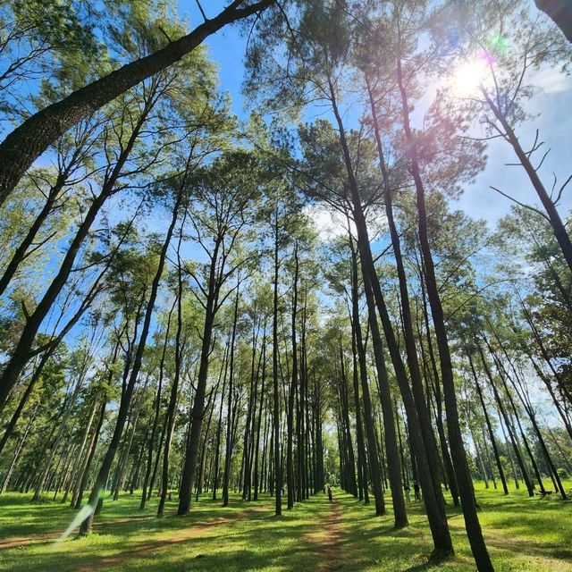 🌿✨ สูดอากาศดี ๆ ที่สวนสนแม่แตง