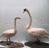 Wonders of Wildlife: Museum of Nature – Zoology