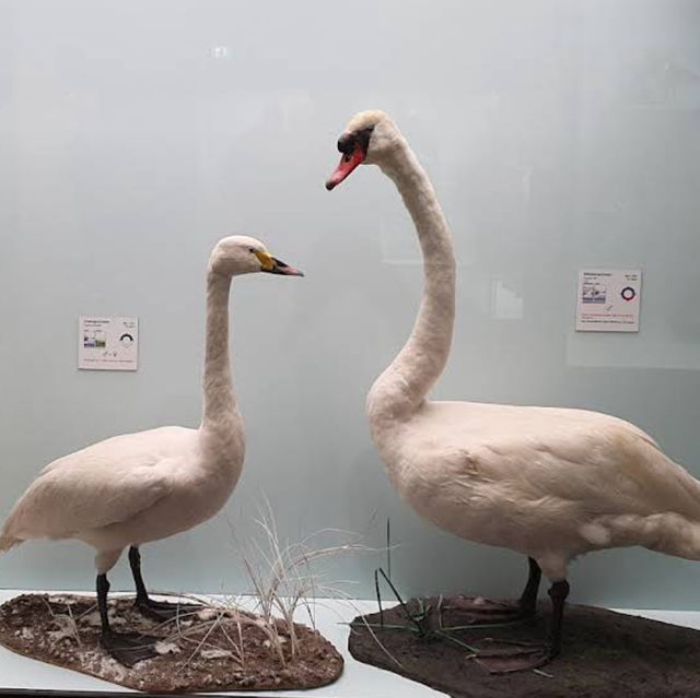 Wonders of Wildlife: Museum of Nature – Zoology Wonders of Wildlife: Museum of Nature – Zoology