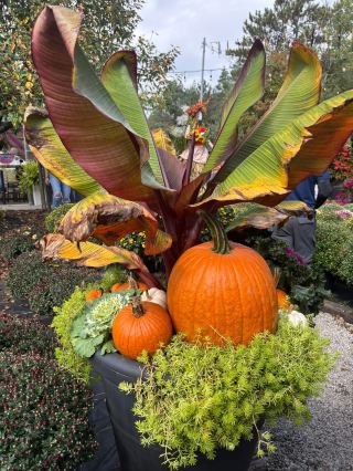 Halloween decoration is thoughtful, suitable for families or friends can easily feel the festive atmosphere without buying flowers, the whole garden is filled with funny and eye-catching Halloween decorations. There are large inflatable science freak, pumpkin shapes, even cars transformed into beasts, a thoughtful funny decoration, and bone skulls in the dirt "climb out", really like entering the cartoon world, beautiful photos feel enough, but also more spooky atmosphere. There are various potted plants, chrysanthemums and garden furnishings near the building. You can enjoy the autumn flowers and slowly feel the idyllic autumn colors.
