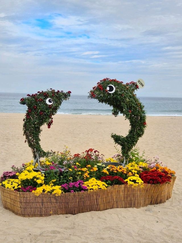 삼척해변 앞 가을 향기 가득한 국화전시회 나들이