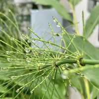 University of California Botanical Garden