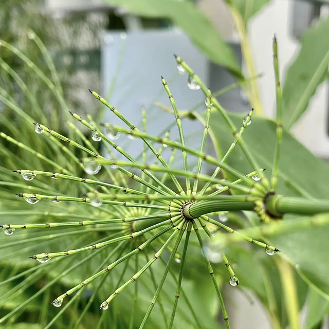 University of California Botanical Garden University of California Botanical Garden