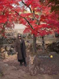 🍂 Autumn in Nara Park🍁🫎