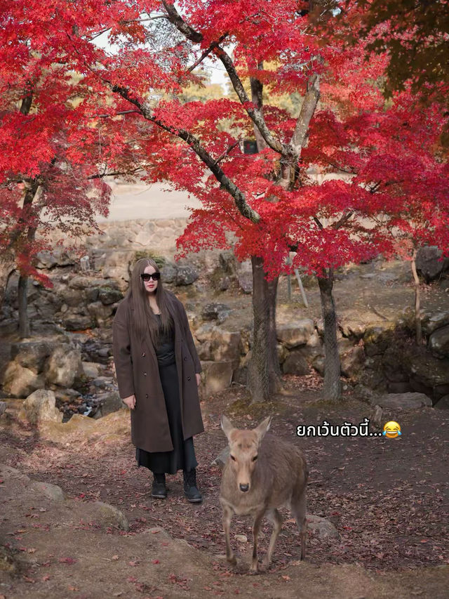 🍂 Autumn in Nara Park🍁🫎