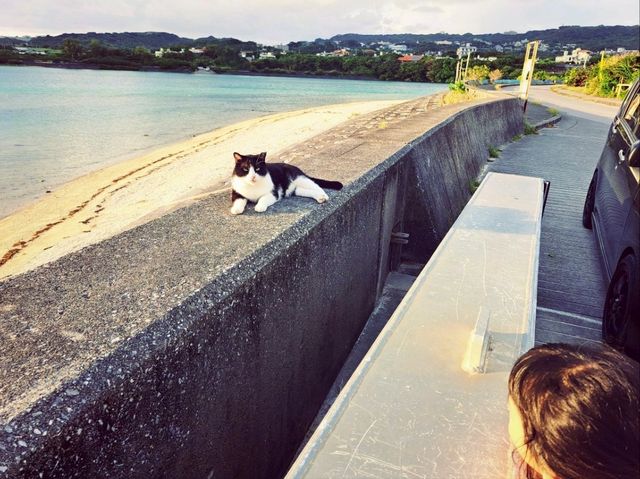 嘿!放假要去哪-沖繩雙島遊(賴長島+奧武島)琉球的牛燒肉 嘿!放假要去哪-沖繩雙島遊(賴長島+奧武島)琉球的牛燒肉