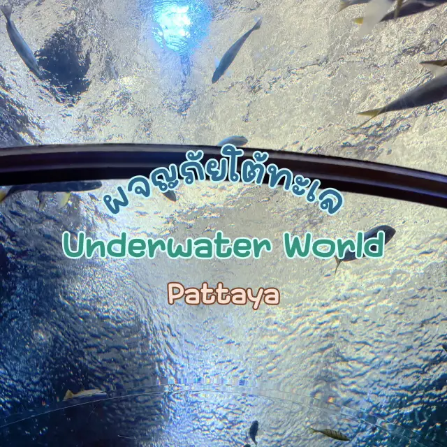 Underwater World Pattaya
曼谷附近的海底世界