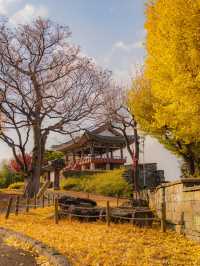 숨은 은행나무 맛집 진주성🤍